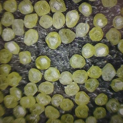 Synthetisch diamantpoeder voor poleringspad aanpassing en 30-daagse retourbeleid