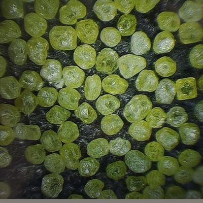 US Xinrui Mbd Diamantenpoeder Synthetische R voor Diamantengereedschap 80.00cm * 50.00cm * 30.00cm
